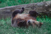 Grizzly bear rolling in grass 