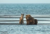 Grizzly bear Ursus arctos horribilis and gray wolf Canis lupus looking for fish 