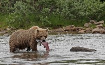 grizzly bear Ursus arctos horribilis x