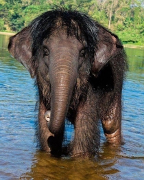 Hairy Asian Elephant
