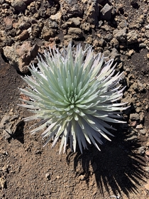 Haleakala silversword Argyroxiphium sandwicense subsp macrocephalum can live up to  years
