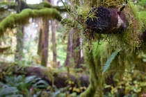 Hall of mosses hoh rainforest 