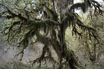 Hall of Mosses in the Hoh Rain Forest 