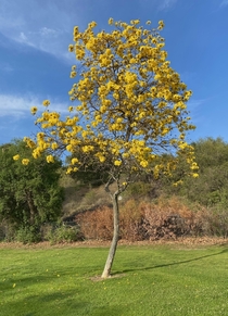Handroanthus chrysotrichus a Golden Trumpet Tree in full bloom in Southern California