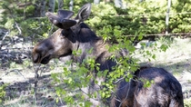 Handsome young moose stopped by to say hello Alces alces 