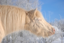 Happiness is a warm sun - white horse  by Kersti Kalberg