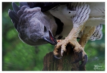 Harpy Eagle Harpia harpyja and its impressive talons 