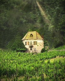 Haunted vineyard Aosta Italy 