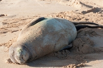Hawaiian Monk Seal sleeping on Poipu Beach 