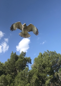 Hawk Taking Flight in Bradenton Florida 