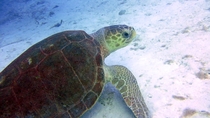 Hawksbill Sea Turtle Eretmochelys imbricata - Lost Blue Hole Nassau Bahamas 