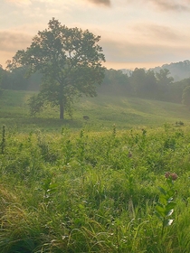 Hazy meadow Cromwell Valley State Park Maryland US 