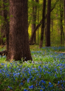 Heard the bluebells are starting to pop Went to Heery Woods near Clarksville IA this morning for a photo 