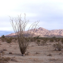 Heated Scene Death Valley CA 