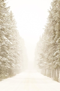 Heavy snow falling from tbe trees made for this dreamy winter drive in Alberta Canada over the weekend x
