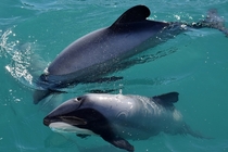 Hectors Dolphins Cephalorhynchus hectori NZ 