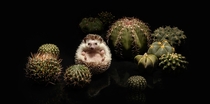 Hedgehog and Cacti by Serial Cut 