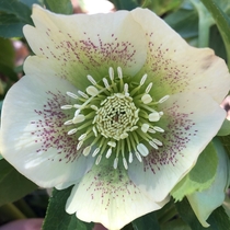 Hellebore aka Lenton Rose which escaped from someones property and invaded the local forest Non native to the US