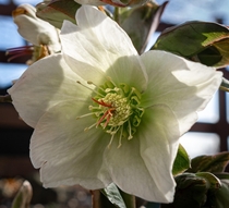 Hellebore is always a first bloomer each spring