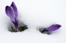 Heralding the end of winter crocuses emerge from snow cover Sven Hoppe 
