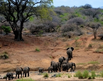 Herd of elephants on the move