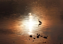Heron in the sunrise 