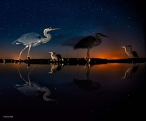 Herons in Time and Space by Bence Mt 