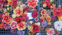 Hibiscus Flowers - Kapiolani Oahu 