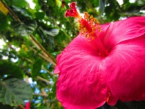 Hibiscus  Hana Botanical Gardens 