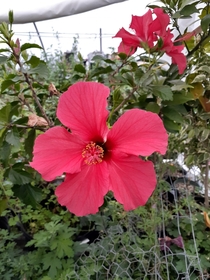 Hibiscus in my greenhouse