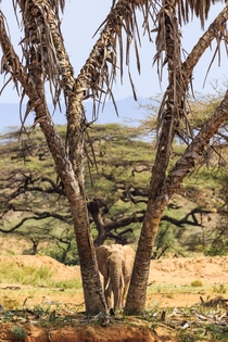 Hide N Seek Samburu National Reserve Kenya 