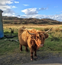 Highland cattle Bos taurus 