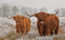 Highland cattle do you know other resistant breeds for outside 