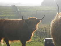 Highland cow Bos primigenius in northern England 