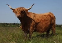 Highland cow Bos taurus graze on grassland at Thurrock Thameside Nature Park in Thurrock England Dan Kitwood 