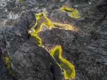 Highlighter Yellow Algae Tofino BC 
