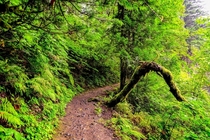 Hiking in the fairytale forest after the rain in beautiful Oregon  IG GiorgioSuighi
