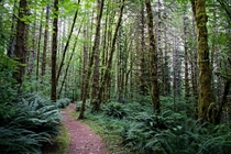 Hiking the Tillamook state forest in Oregon 