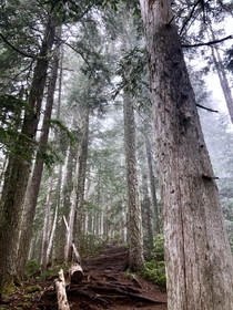 Hiking through misty rainforest Olympic National Forest 