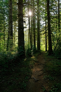 Hiking to the sun in Oregons Coast range 