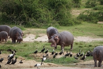 Hippo Hippopotamus amphibius yelling at birds - Queen Elizabeth NP Uganda 