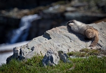 Hoary Marmot contemplating existence Glacier National Park MT 