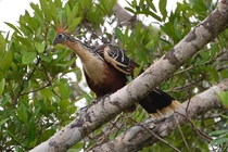 Hoatzin in the Amazon forests 