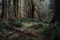 Hoh Rainforest Washington 