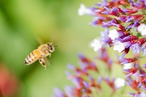 Honeybee Apis mellifera foraging 