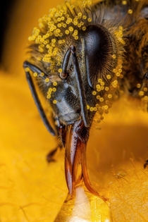 Honeybee Covered in Zucchini Pollen 