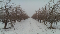 Honeycrisp Orchard WA 