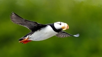 Horned Puffin in flight 