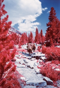 Horse trail in the High Sierra 