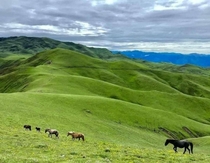 Horses grazing in high altitude grass land called Patan in Jajarkot Nepal